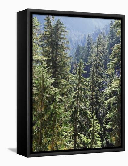 Strathcona Provincial Park, Vancouver Island, the Dense Rainforest-Christopher Talbot Frank-Framed Stretched Canvas