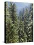 Strathcona Provincial Park, Vancouver Island, the Dense Rainforest-Christopher Talbot Frank-Stretched Canvas