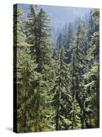 Strathcona Provincial Park, Vancouver Island, the Dense Rainforest-Christopher Talbot Frank-Stretched Canvas