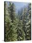 Strathcona Provincial Park, Vancouver Island, the Dense Rainforest-Christopher Talbot Frank-Stretched Canvas