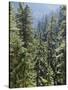 Strathcona Provincial Park, Vancouver Island, the Dense Rainforest-Christopher Talbot Frank-Stretched Canvas