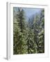 Strathcona Provincial Park, Vancouver Island, the Dense Rainforest-Christopher Talbot Frank-Framed Premium Photographic Print