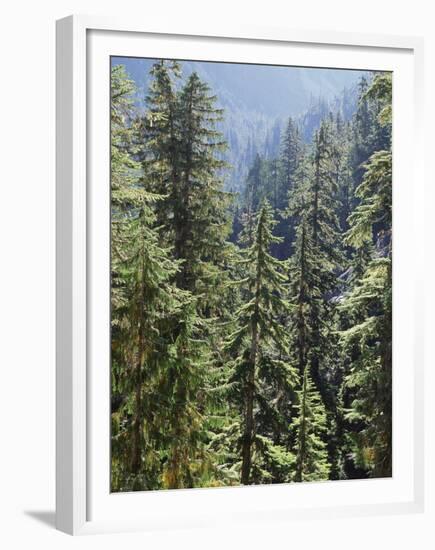 Strathcona Provincial Park, Vancouver Island, the Dense Rainforest-Christopher Talbot Frank-Framed Premium Photographic Print