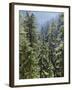 Strathcona Provincial Park, Vancouver Island, the Dense Rainforest-Christopher Talbot Frank-Framed Premium Photographic Print