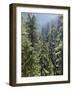 Strathcona Provincial Park, Vancouver Island, the Dense Rainforest-Christopher Talbot Frank-Framed Photographic Print