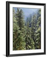 Strathcona Provincial Park, Vancouver Island, the Dense Rainforest-Christopher Talbot Frank-Framed Photographic Print