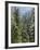 Strathcona Provincial Park, Vancouver Island, the Dense Rainforest-Christopher Talbot Frank-Framed Photographic Print