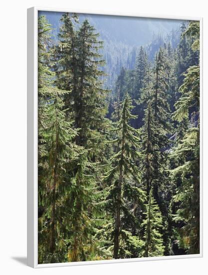 Strathcona Provincial Park, Vancouver Island, the Dense Rainforest-Christopher Talbot Frank-Framed Photographic Print