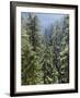 Strathcona Provincial Park, Vancouver Island, the Dense Rainforest-Christopher Talbot Frank-Framed Photographic Print