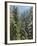 Strathcona Provincial Park, Vancouver Island, the Dense Rainforest-Christopher Talbot Frank-Framed Photographic Print