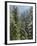 Strathcona Provincial Park, Vancouver Island, the Dense Rainforest-Christopher Talbot Frank-Framed Photographic Print