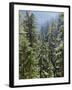 Strathcona Provincial Park, Vancouver Island, the Dense Rainforest-Christopher Talbot Frank-Framed Photographic Print