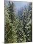 Strathcona Provincial Park, Vancouver Island, the Dense Rainforest-Christopher Talbot Frank-Mounted Photographic Print