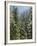 Strathcona Provincial Park, Vancouver Island, the Dense Rainforest-Christopher Talbot Frank-Framed Photographic Print