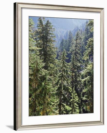 Strathcona Provincial Park, Vancouver Island, the Dense Rainforest-Christopher Talbot Frank-Framed Photographic Print