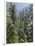 Strathcona Provincial Park, Vancouver Island, the Dense Rainforest-Christopher Talbot Frank-Framed Photographic Print