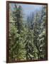 Strathcona Provincial Park, Vancouver Island, the Dense Rainforest-Christopher Talbot Frank-Framed Photographic Print