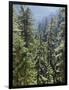 Strathcona Provincial Park, Vancouver Island, the Dense Rainforest-Christopher Talbot Frank-Framed Photographic Print