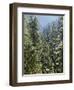 Strathcona Provincial Park, Vancouver Island, the Dense Rainforest-Christopher Talbot Frank-Framed Photographic Print