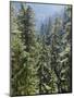 Strathcona Provincial Park, Vancouver Island, the Dense Rainforest-Christopher Talbot Frank-Mounted Photographic Print