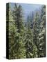 Strathcona Provincial Park, Vancouver Island, the Dense Rainforest-Christopher Talbot Frank-Stretched Canvas