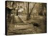Straton Forest-Yanni Theodorou-Stretched Canvas