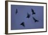 Straw-Coloured Fruit Bats (Eidolon Helvum) Leaving Roost Site at Dusk-Nick Garbutt-Framed Photographic Print