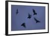 Straw-Coloured Fruit Bats (Eidolon Helvum) Leaving Roost Site at Dusk-Nick Garbutt-Framed Photographic Print