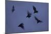 Straw-Coloured Fruit Bats (Eidolon Helvum) Leaving Roost Site at Dusk-Nick Garbutt-Mounted Photographic Print