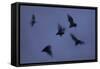 Straw-Coloured Fruit Bats (Eidolon Helvum) Leaving Roost Site at Dusk-Nick Garbutt-Framed Stretched Canvas