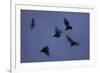 Straw-Coloured Fruit Bats (Eidolon Helvum) Leaving Roost Site at Dusk-Nick Garbutt-Framed Photographic Print