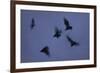 Straw-Coloured Fruit Bats (Eidolon Helvum) Leaving Roost Site at Dusk-Nick Garbutt-Framed Photographic Print