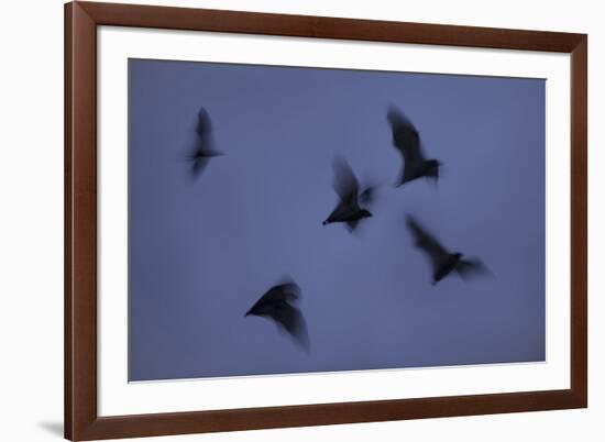 Straw-Coloured Fruit Bats (Eidolon Helvum) Leaving Roost Site at Dusk-Nick Garbutt-Framed Photographic Print