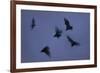 Straw-Coloured Fruit Bats (Eidolon Helvum) Leaving Roost Site at Dusk-Nick Garbutt-Framed Photographic Print