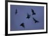 Straw-Coloured Fruit Bats (Eidolon Helvum) Leaving Roost Site at Dusk-Nick Garbutt-Framed Photographic Print