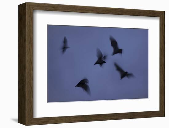 Straw-Coloured Fruit Bats (Eidolon Helvum) Leaving Roost Site at Dusk-Nick Garbutt-Framed Photographic Print