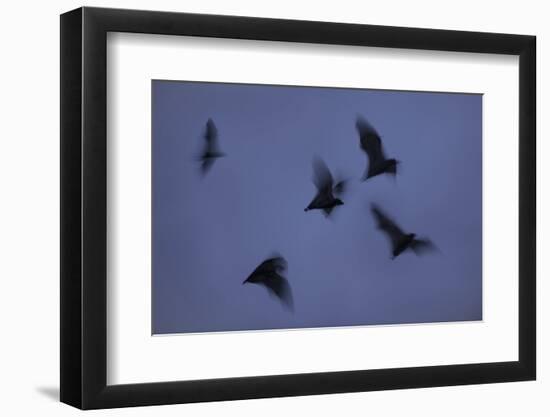 Straw-Coloured Fruit Bats (Eidolon Helvum) Leaving Roost Site at Dusk-Nick Garbutt-Framed Photographic Print