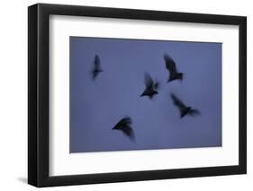 Straw-Coloured Fruit Bats (Eidolon Helvum) Leaving Roost Site at Dusk-Nick Garbutt-Framed Photographic Print