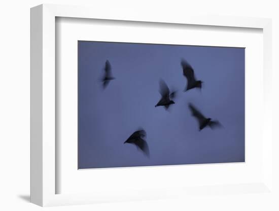 Straw-Coloured Fruit Bats (Eidolon Helvum) Leaving Roost Site at Dusk-Nick Garbutt-Framed Photographic Print