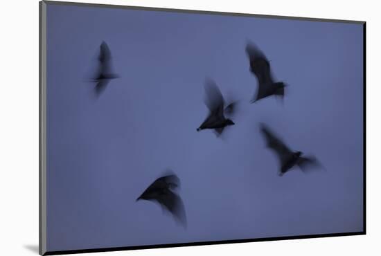 Straw-Coloured Fruit Bats (Eidolon Helvum) Leaving Roost Site at Dusk-Nick Garbutt-Mounted Photographic Print