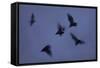 Straw-Coloured Fruit Bats (Eidolon Helvum) Leaving Roost Site at Dusk-Nick Garbutt-Framed Stretched Canvas