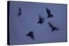 Straw-Coloured Fruit Bats (Eidolon Helvum) Leaving Roost Site at Dusk-Nick Garbutt-Stretched Canvas