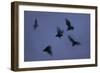 Straw-Coloured Fruit Bats (Eidolon Helvum) Leaving Roost Site at Dusk-Nick Garbutt-Framed Photographic Print