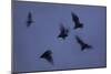 Straw-Coloured Fruit Bats (Eidolon Helvum) Leaving Roost Site at Dusk-Nick Garbutt-Mounted Photographic Print