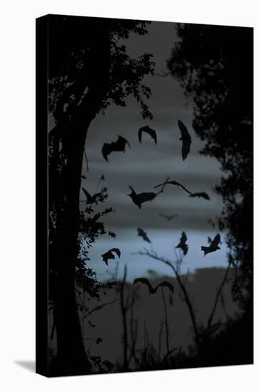 Straw-Coloured Fruit Bats (Eidolon Helvum) Returning to Daytime Roost at Dawn-Nick Garbutt-Stretched Canvas