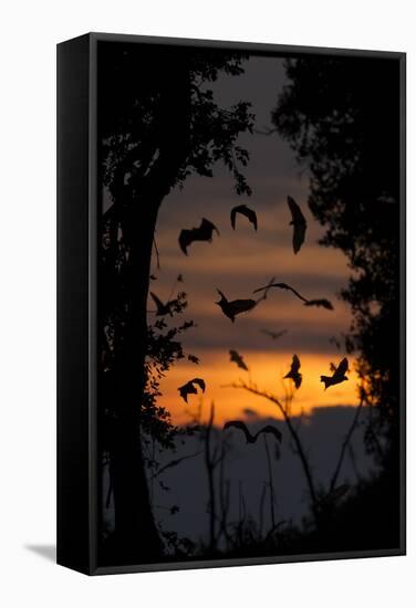 Straw-Coloured Fruit Bats (Eidolon Helvum) Returning To Daytime Roost At Dawn-Nick Garbutt-Framed Stretched Canvas