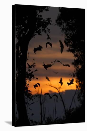 Straw-Coloured Fruit Bats (Eidolon Helvum) Returning To Daytime Roost At Dawn-Nick Garbutt-Stretched Canvas