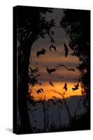 Straw-Coloured Fruit Bats (Eidolon Helvum) Returning To Daytime Roost At Dawn-Nick Garbutt-Stretched Canvas