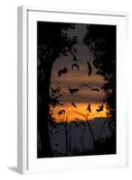 Straw-Coloured Fruit Bats (Eidolon Helvum) Returning To Daytime Roost At Dawn-Nick Garbutt-Framed Photographic Print