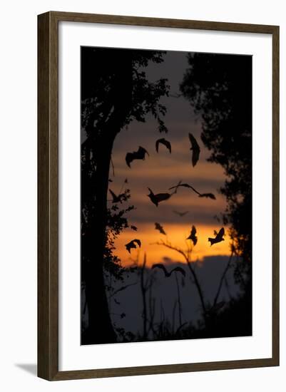 Straw-Coloured Fruit Bats (Eidolon Helvum) Returning To Daytime Roost At Dawn-Nick Garbutt-Framed Photographic Print